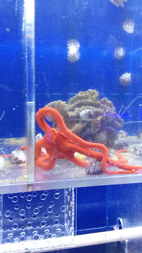 Pet Supply Store «Aquariums and Reptiles», reviews and photos, 11400 S Cleveland Ave, Fort Myers, FL 33907, USA