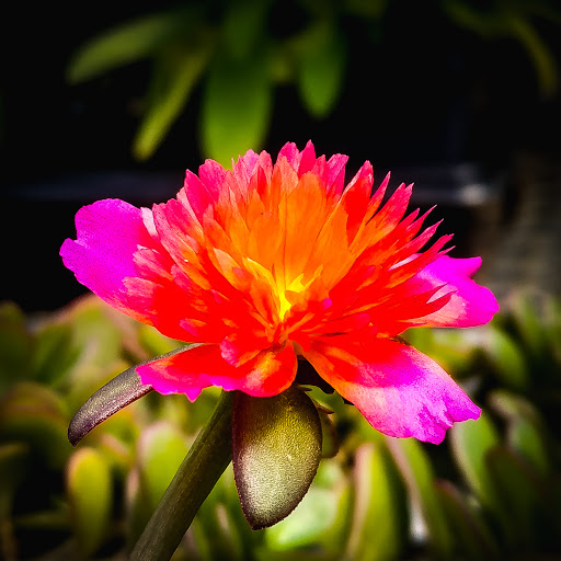 Florist «Sykes the Florist and Greenhouses», reviews and photos, 1300 Lawrence St, Lowell, MA 01852, USA