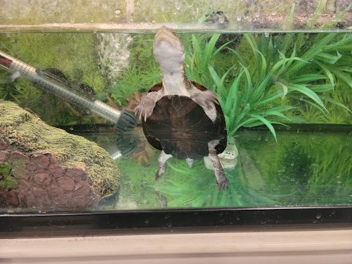 Pet Supply Store «PetSmart», reviews and photos, 1125 Hover St, Longmont, CO 80501, USA