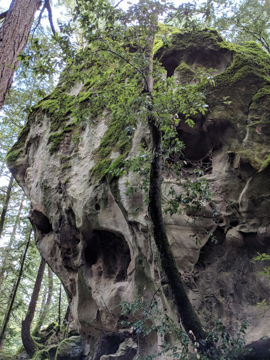 El Corte de Madera Creek Preserve