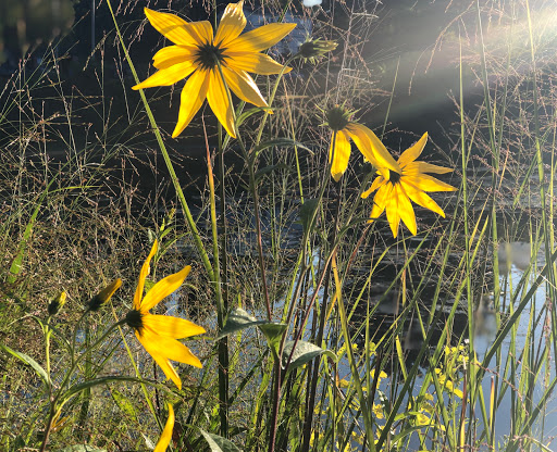 Park «Cass Park», reviews and photos, Cass Avenue, Woonsocket, RI 02895, USA