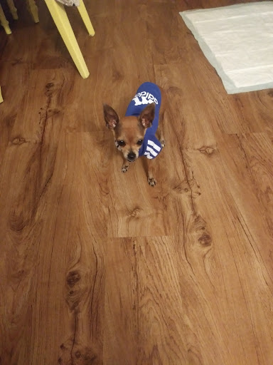 Pet Supply Store «Petsense Lenoir», reviews and photos, 1009 Blowing Rock Blvd, Lenoir, NC 28645, USA