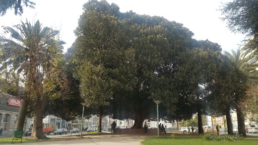 Árbol no iconico