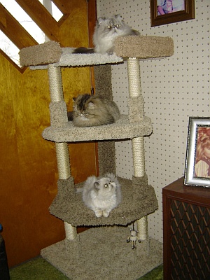 Colbetz Himalayan Cattery