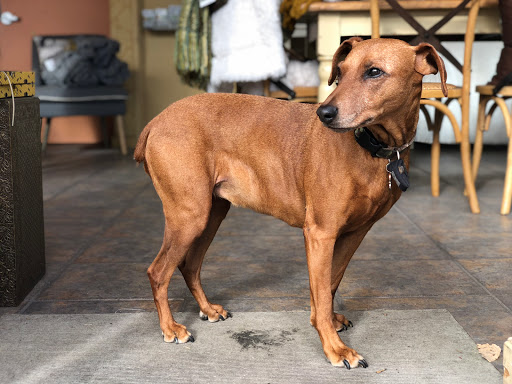 Gift Shop «Wild Flowers», reviews and photos, 1201 Madison St, Denver, CO 80206, USA