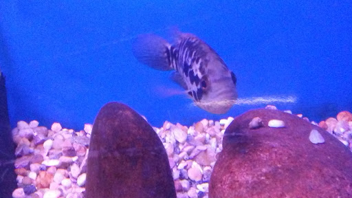 Aquarium «Crystal Reef Aquariums», reviews and photos, 311 Pass Rd, Gulfport, MS 39507, USA