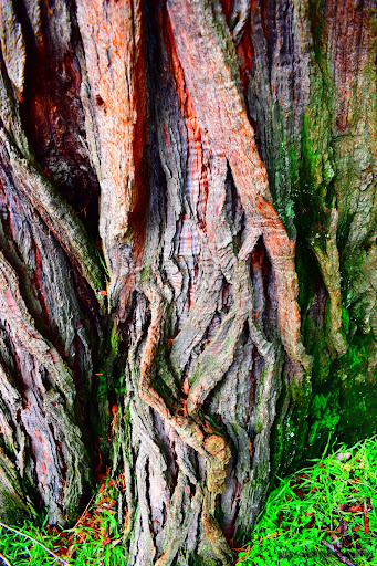 Museum «Shelton-McMurphey-Johnson House», reviews and photos, 303 Willamette St, Eugene, OR 97401, USA