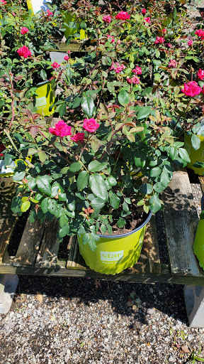 Plant Nursery «HOUSTON PLANTS & GARDEN WORLD», reviews and photos, 16726 North Fwy, Houston, TX 77090, USA