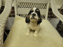 SHADYBROOK KENNELS - Photo 4 - Car repair in Burlington, NC, Burlington