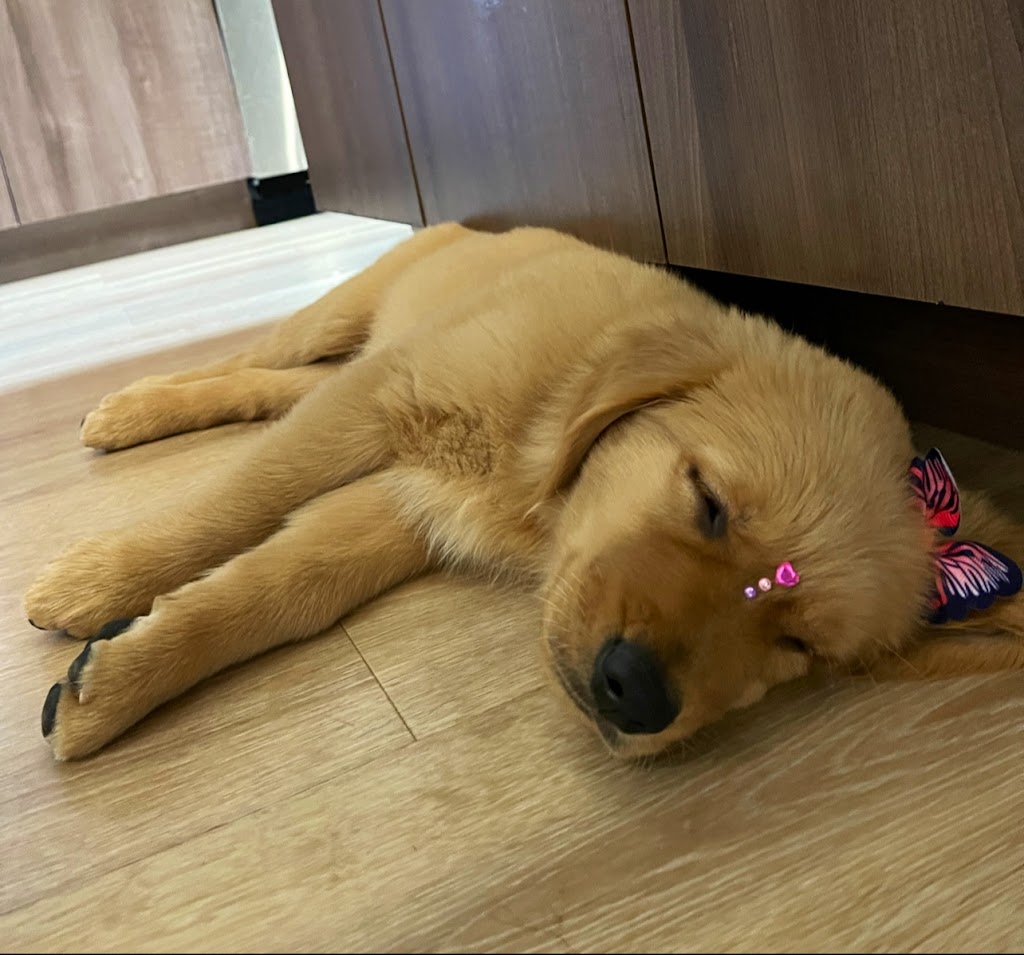 Glamorous paws pet grooming 07885