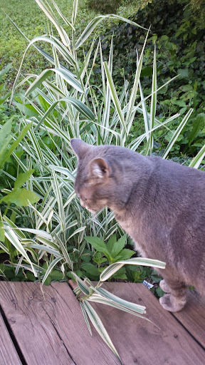 Recreation Center «Meri Lou Murray Recreation Center», reviews and photos, 2960 Washtenaw Ave, Ann Arbor, MI 48104, USA