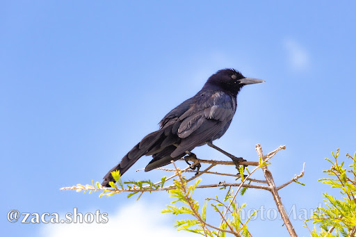 Nature Preserve «Lake Apopka Wildlife Drive», reviews and photos, 2803 Lust Rd, Apopka, FL 32703, USA