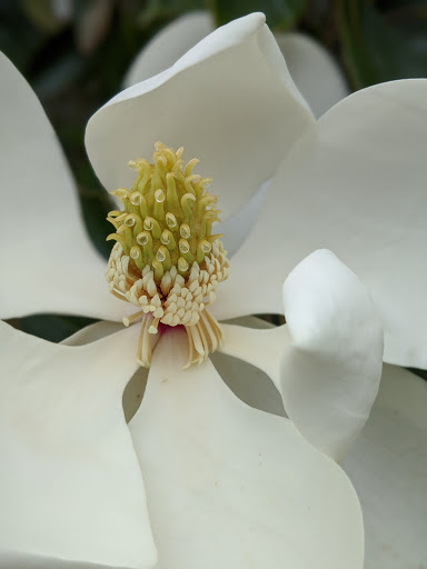 Park «Swift Cantrell Park», reviews and photos, 3140 Old 41 Hwy NW, Kennesaw, GA 30144, USA