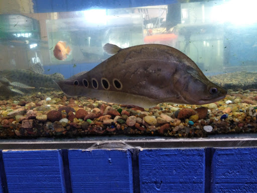 Tropical Fish Store «South Bay Aquarium», reviews and photos, 2021 W Redondo Beach Blvd A, Gardena, CA 90247, USA