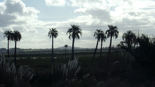 Vuelta del Palmar