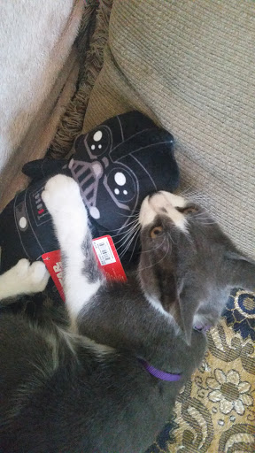 Pet Supply Store «Petco Animal Supplies», reviews and photos, 2450 Monarch Dr #105, Laredo, TX 78045, USA