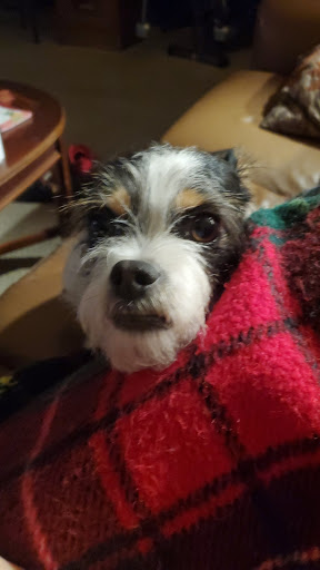 Pet Supply Store «Petco», reviews and photos, 3735 E Castro Valley Blvd, Castro Valley, CA 94552, USA