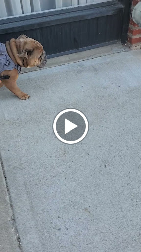 Pet Groomer «Doggie Style Bowtique», reviews and photos, 1713 Westport Rd, Kansas City, MO 64111, USA