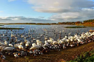 WWT Martin Mere image