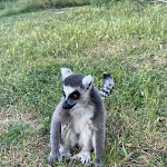 Photo n° 6 de l'avis de Anne.a fait le 01/06/2023 à 14:55 pour Corsica Zoo à Olmeta-di-Tuda