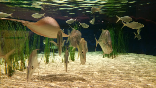 Aquarium «North Carolina Aquarium At Fort Fisher», reviews and photos, 900 Loggerhead Rd, Kure Beach, NC 28449, USA