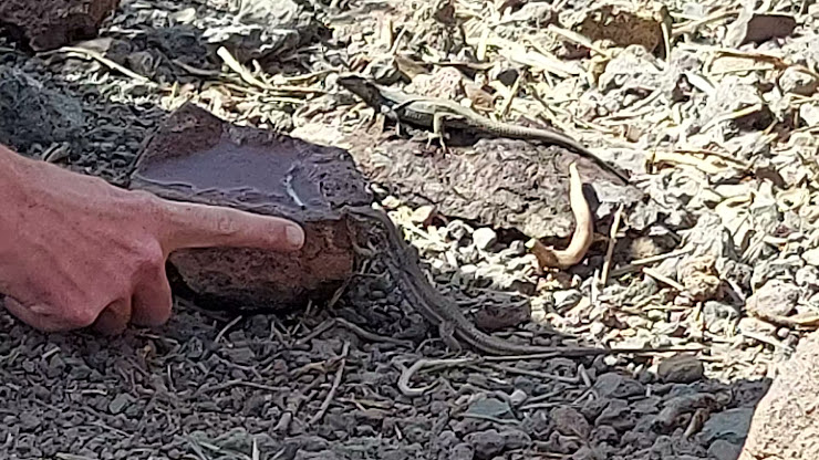 Vidéos Apartamento turístico Tenerife Costa Sur 38631 Las Galletas