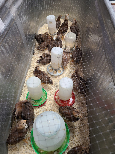 Animal Feed Store «Lomita Feed Store», reviews and photos, 24403 Narbonne Ave, Lomita, CA 90717, USA