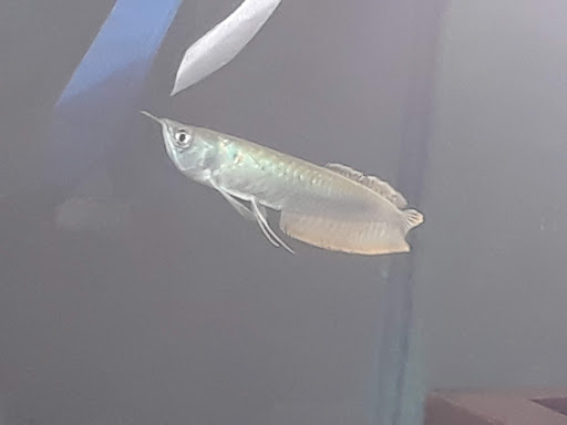 Tropical Fish Store «Midway Tropical Fish & Pets», reviews and photos, 24101 Pacific Hwy S, Kent, WA 98032, USA