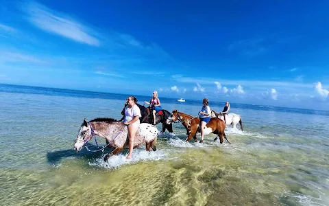 Gulf Coast Ponies image
