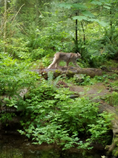 Zoo «Northwest Trek Wildlife Park», reviews and photos, 11610 Trek Dr E, Eatonville, WA 98328, USA