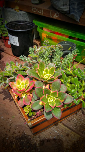 Hardware Store «Orchard Supply Hardware», reviews and photos, 2555 Charleston Rd, Mountain View, CA 94043, USA