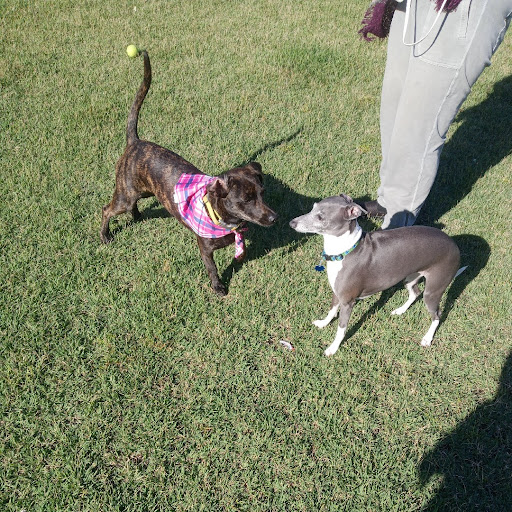 Park «Al Helms Dog Park», reviews and photos, 1022 Balboa Ave, Panama City, FL 32401, USA