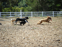 Klaws Paws and Hooves - Photo 4 - Car repair in , San Mateo
