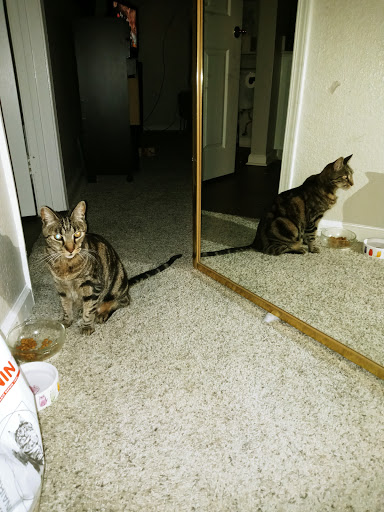 Clothing Store «Ross Dress for Less», reviews and photos, 2745 E Bidwell St, Folsom, CA 95630, USA