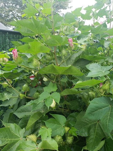 Park «Centennial Park», reviews and photos, 1 E Centennial Ave, Roosevelt, NY 11575, USA