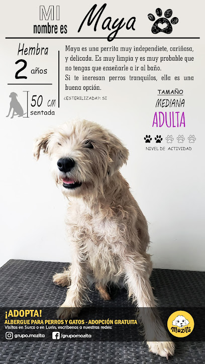 Centro de adopciones de perros - Grupo Mozita