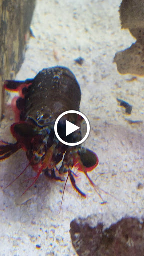 Tropical Fish Store «Saltwater Island», reviews and photos, 15214 Manchester Rd, Ballwin, MO 63011, USA