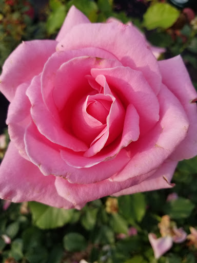 Garden Center «Blooms at Belle Mead», reviews and photos, 1980 US-206, Belle Mead, NJ 08502, USA