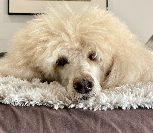 Atlantic Doggery Inc