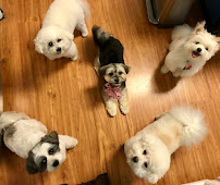 The Furry Tail Mobile Pet Spa - Photo 4 - Car repair in , Chesapeake