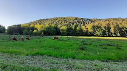 Ranch des bisons