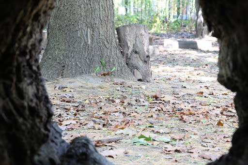 Learning Center «Trailside Museum of Natural History», reviews and photos, 738 Thatcher Ave, River Forest, IL 60305, USA