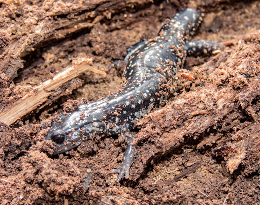 Nature Preserve «Fern Cliff Nature Preserve», reviews and photos, W County Rd 375 S, Greencastle, IN 46135, USA