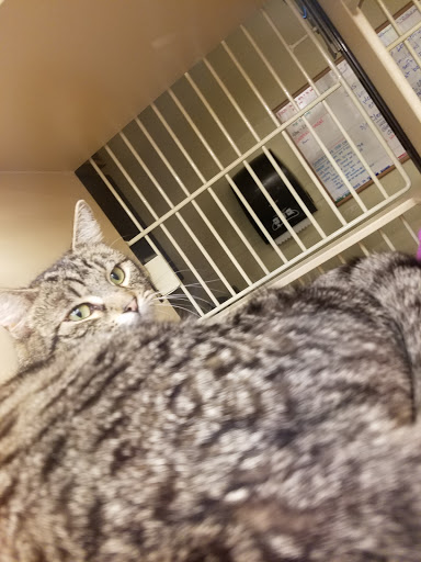 Pet Supply Store «Pet Food Express», reviews and photos, 320 S Lake Ave, Pasadena, CA 91101, USA