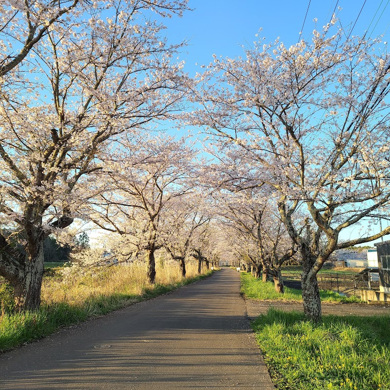 渡満道路と桜並木