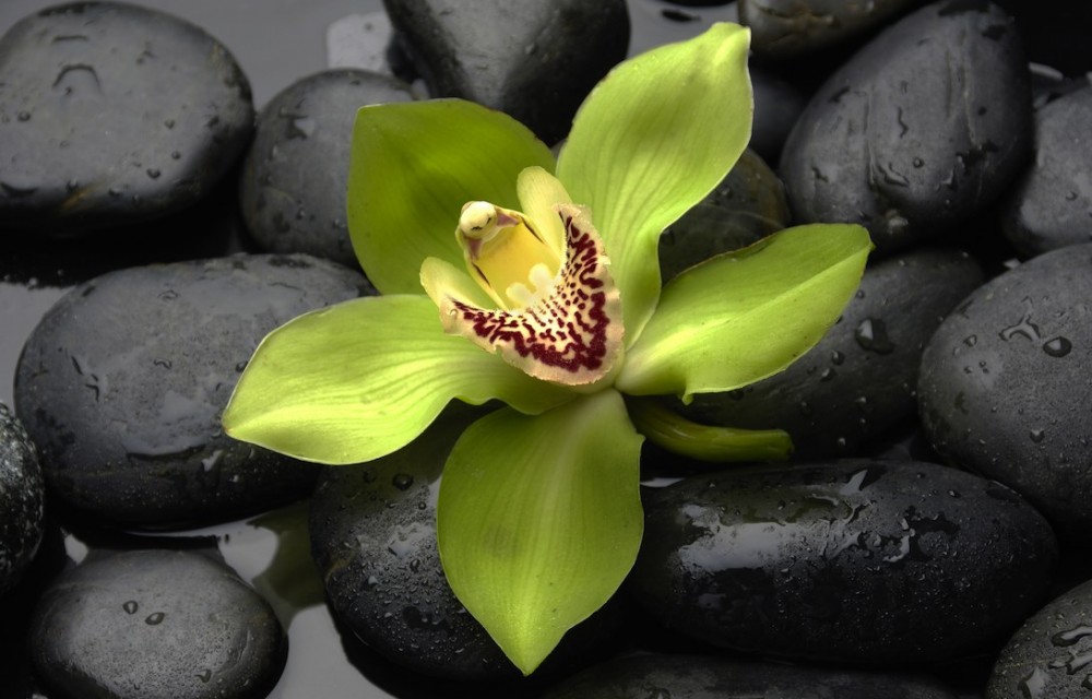 Green Orchid Massage and Skin Therapy 02571