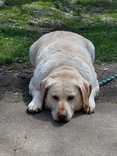 Nature Preserve «Oakhurst Forest Preserve», reviews and photos, 1680 5th Ave, Aurora, IL 60504, USA
