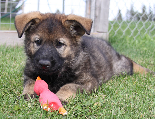 TNT shepherd
