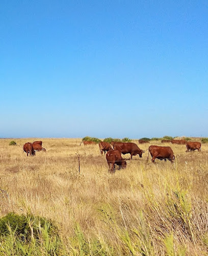 11393 La Zarzuela, Tarifa Cádiz – La Zarzuela