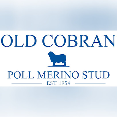 Old Cobran Poll Merino Stud